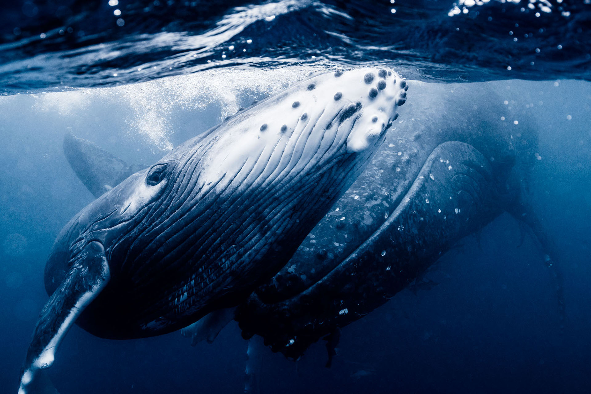 ザトウクジラと一緒に泳ぐ