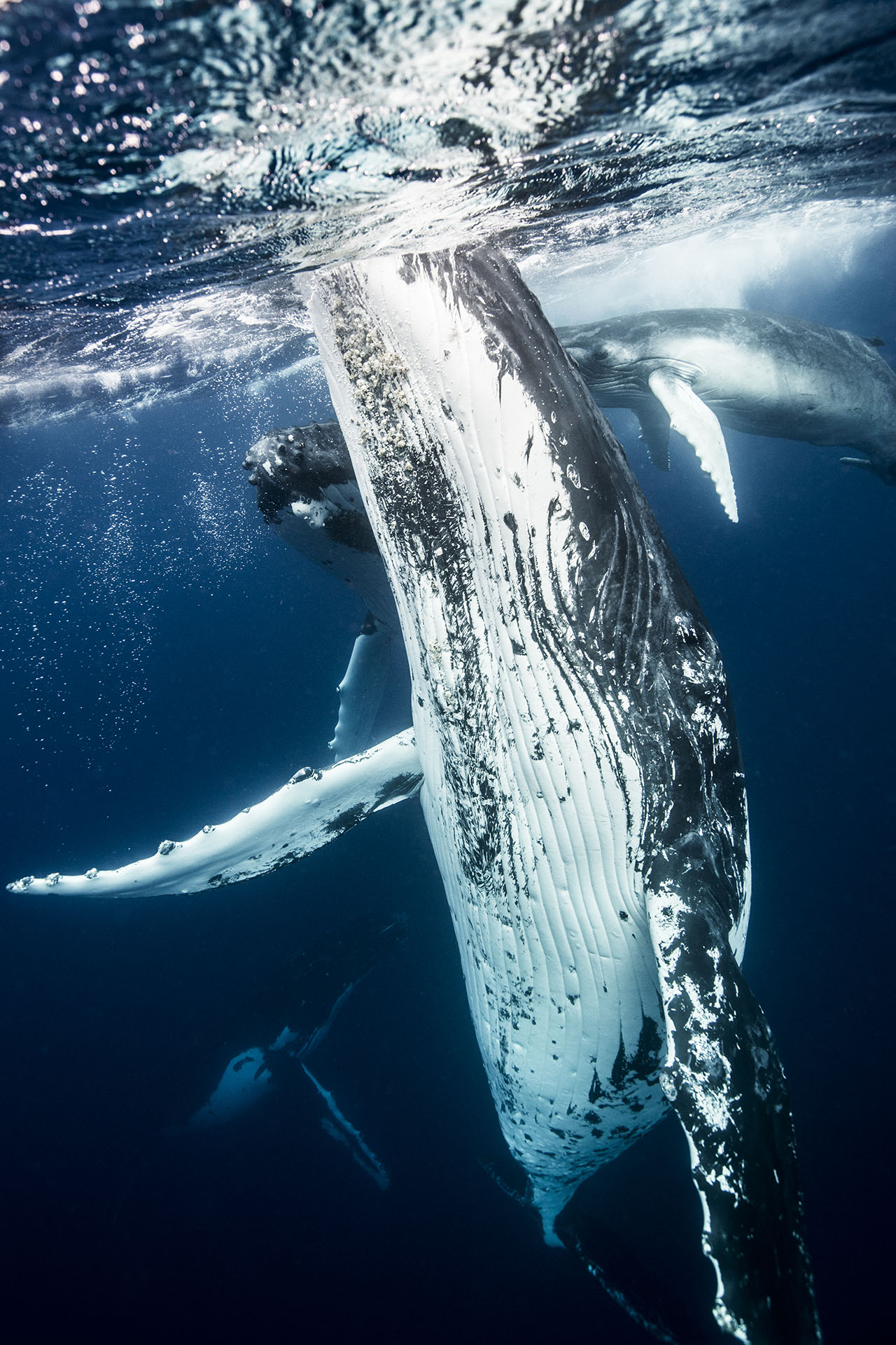 ザトウクジラと一緒に泳ぐ