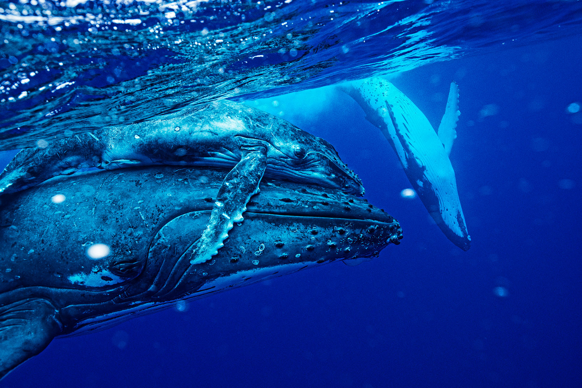 ザトウクジラと一緒に泳ぐ