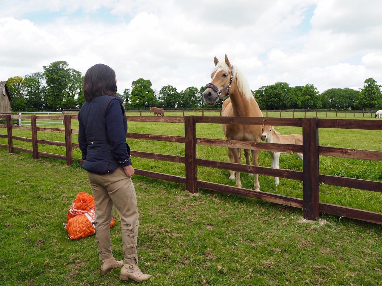 馬と生きる！  女王陛下もやってくる、競馬の街「ニューマーケット」