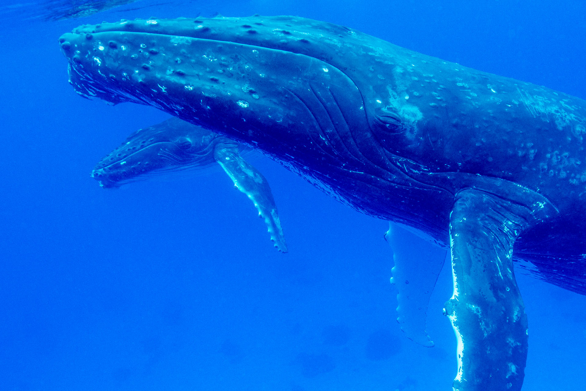 ザトウクジラと一緒に泳ぐ