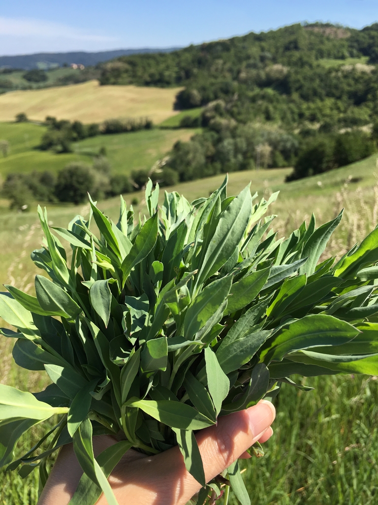 北イタリアで山の恵みをいただく！