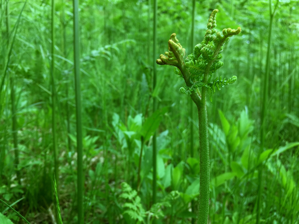 北イタリアで山の恵みをいただく！