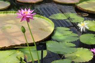 ヴァージニア・ウルフと歩くキュー植物園の夏