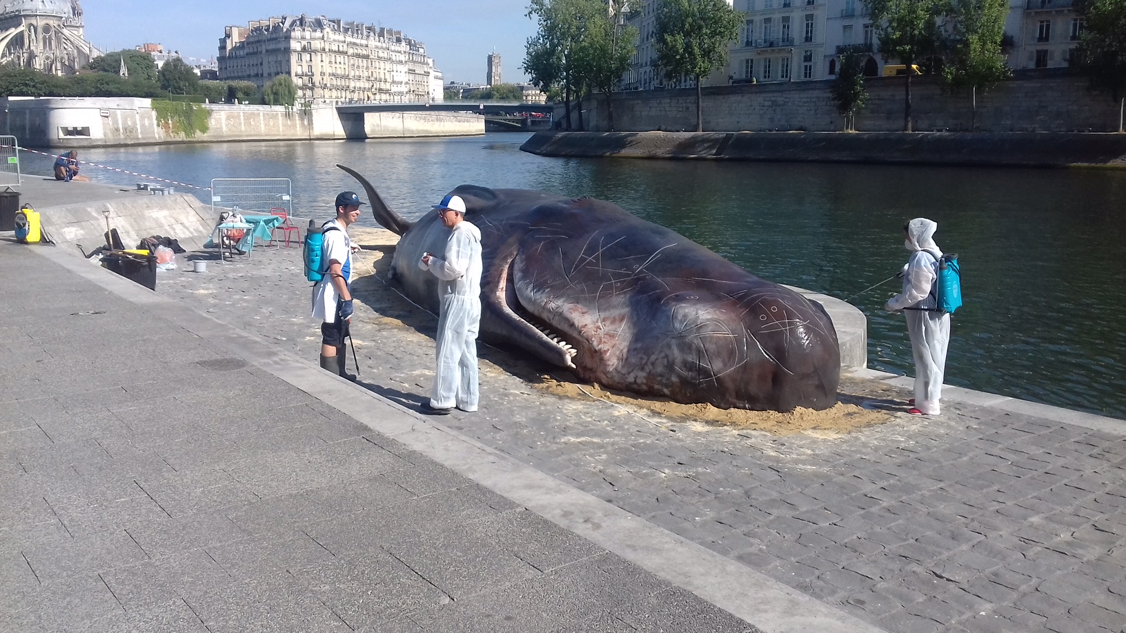 パリ、セーヌ河岸に打ち上げられたマッコウクジラ！？