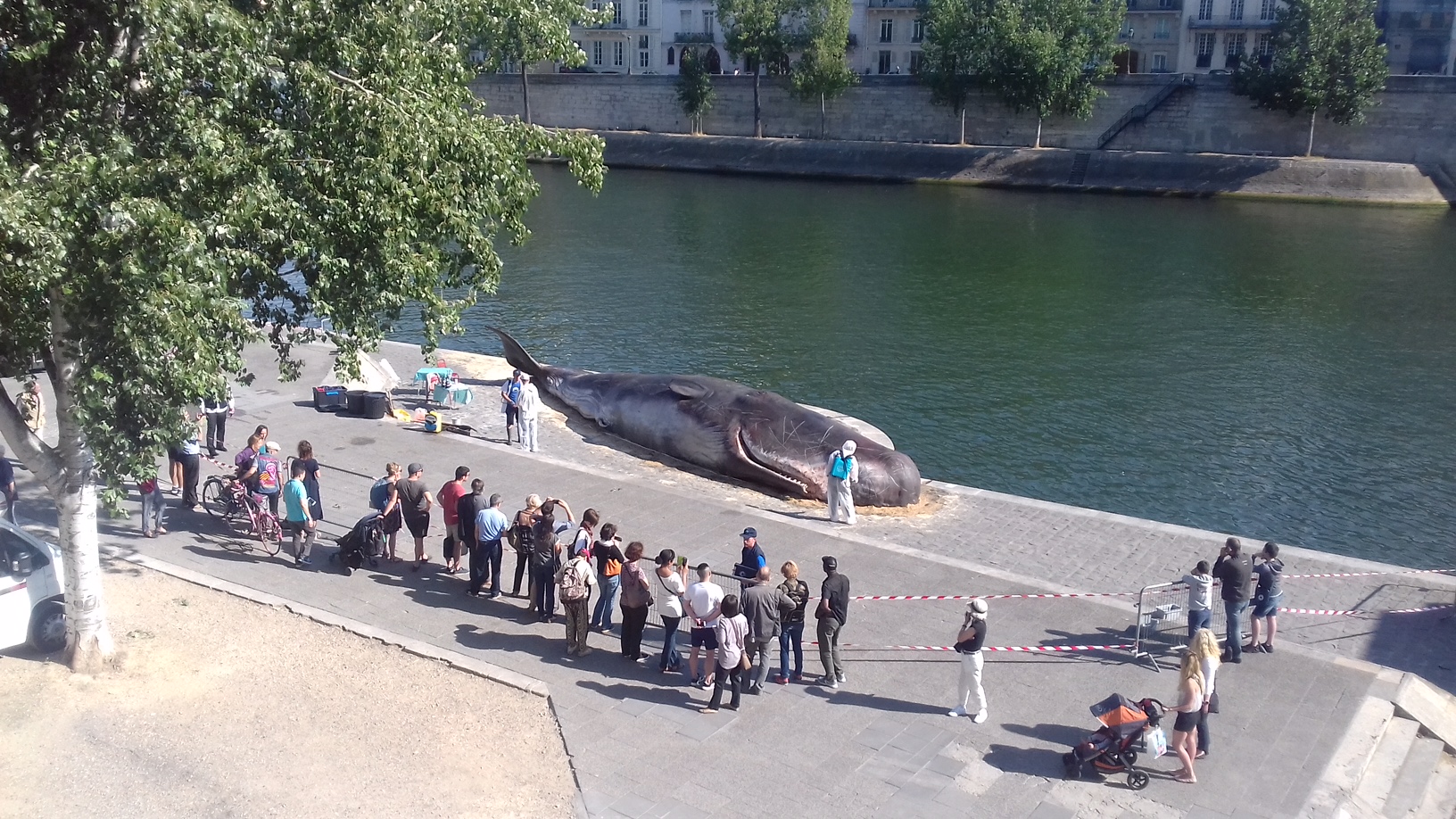 パリ、セーヌ河岸に打ち上げられたマッコウクジラ！？