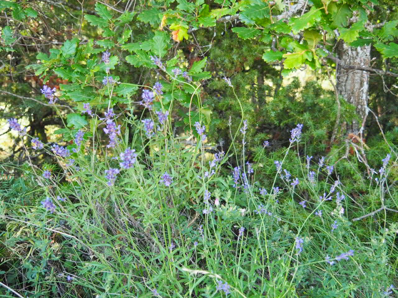 “ラベンダーの聖地”で、伝統の花あそび