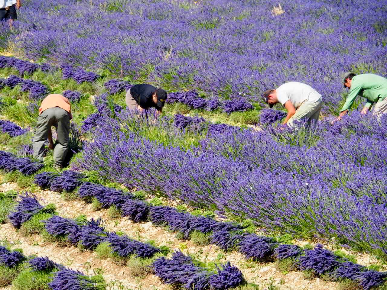 “ラベンダーの聖地”で、伝統の花あそび