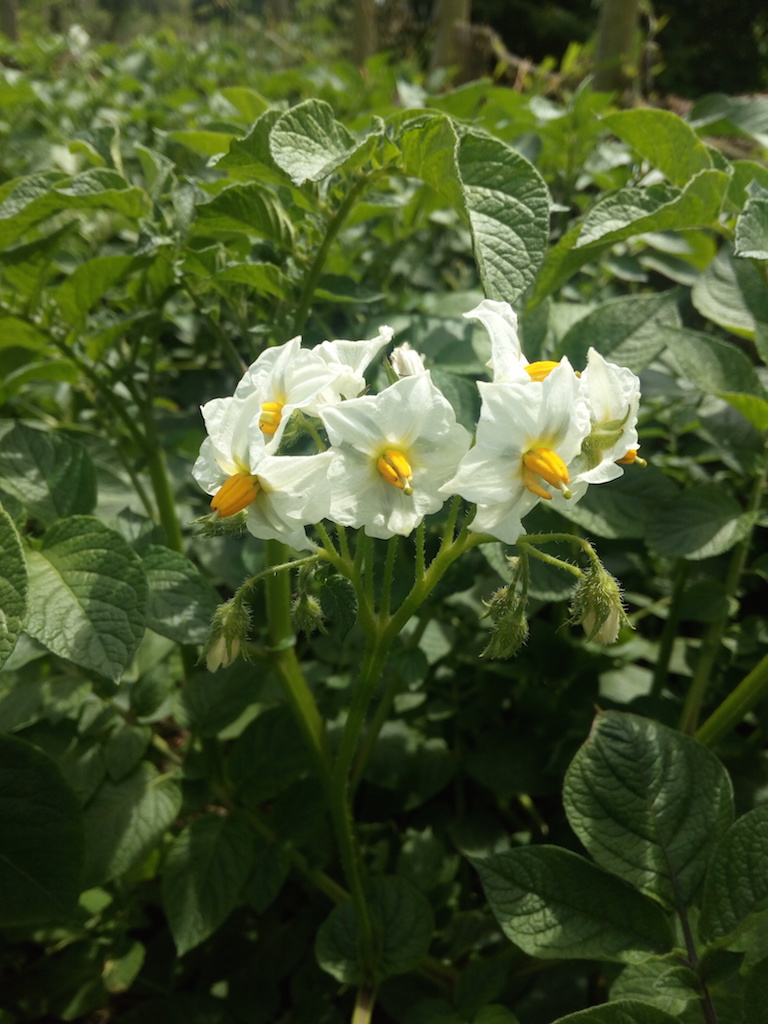 ベルギーで家庭菜園を始めてみれば。