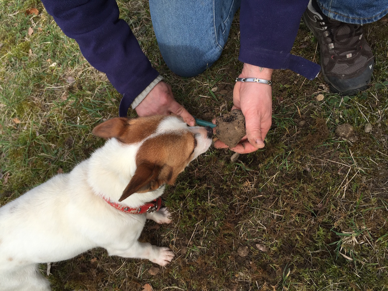 トリュフ犬と飼い主のスリリングな駆け引き