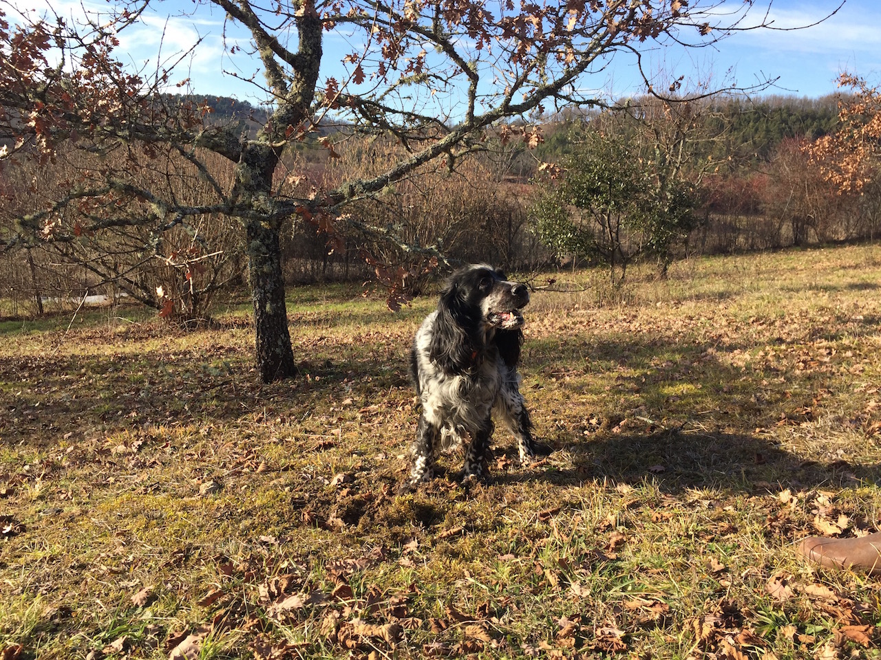 トリュフ犬と飼い主のスリリングな駆け引き