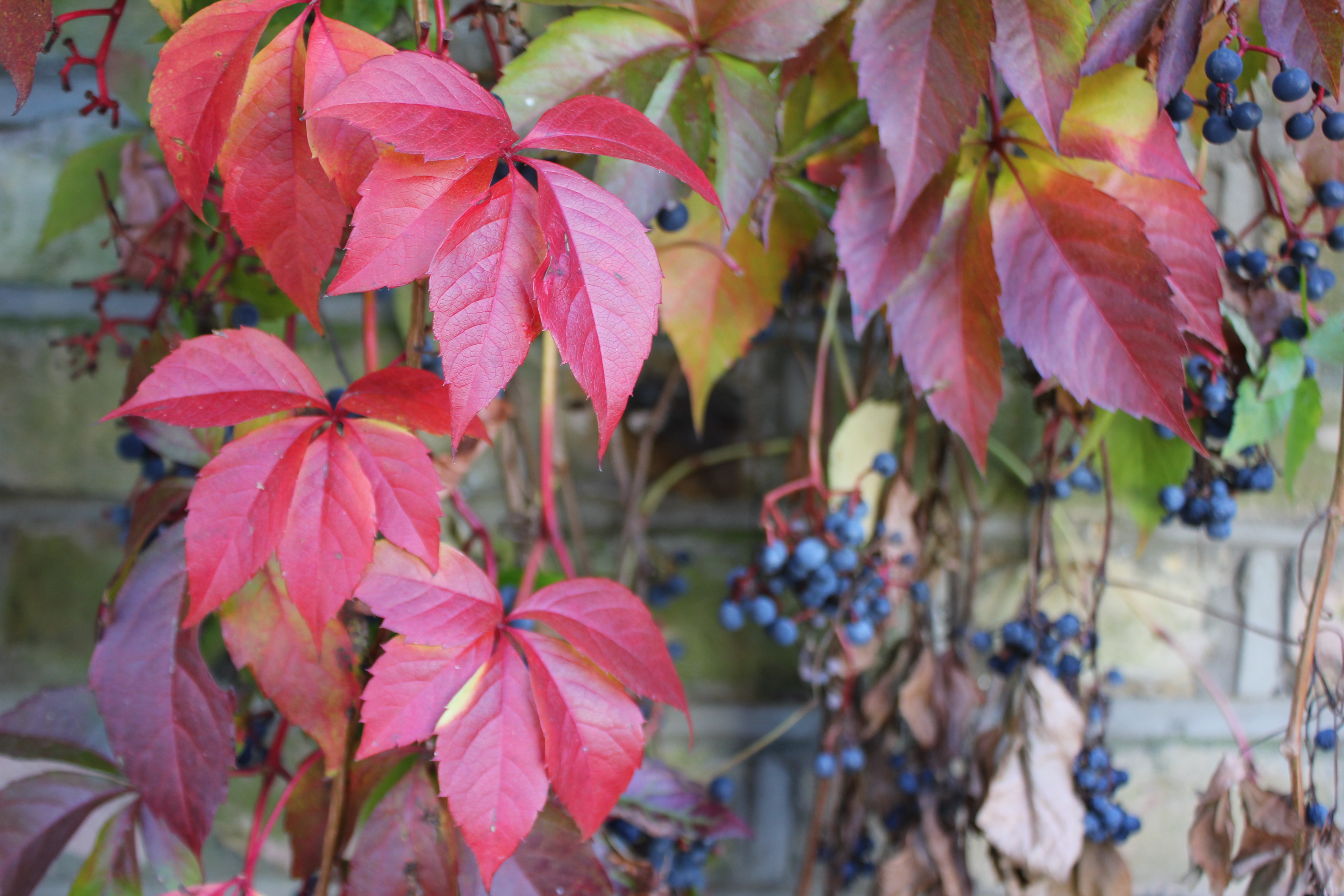 イギリス人が11月に花火を上げる謎