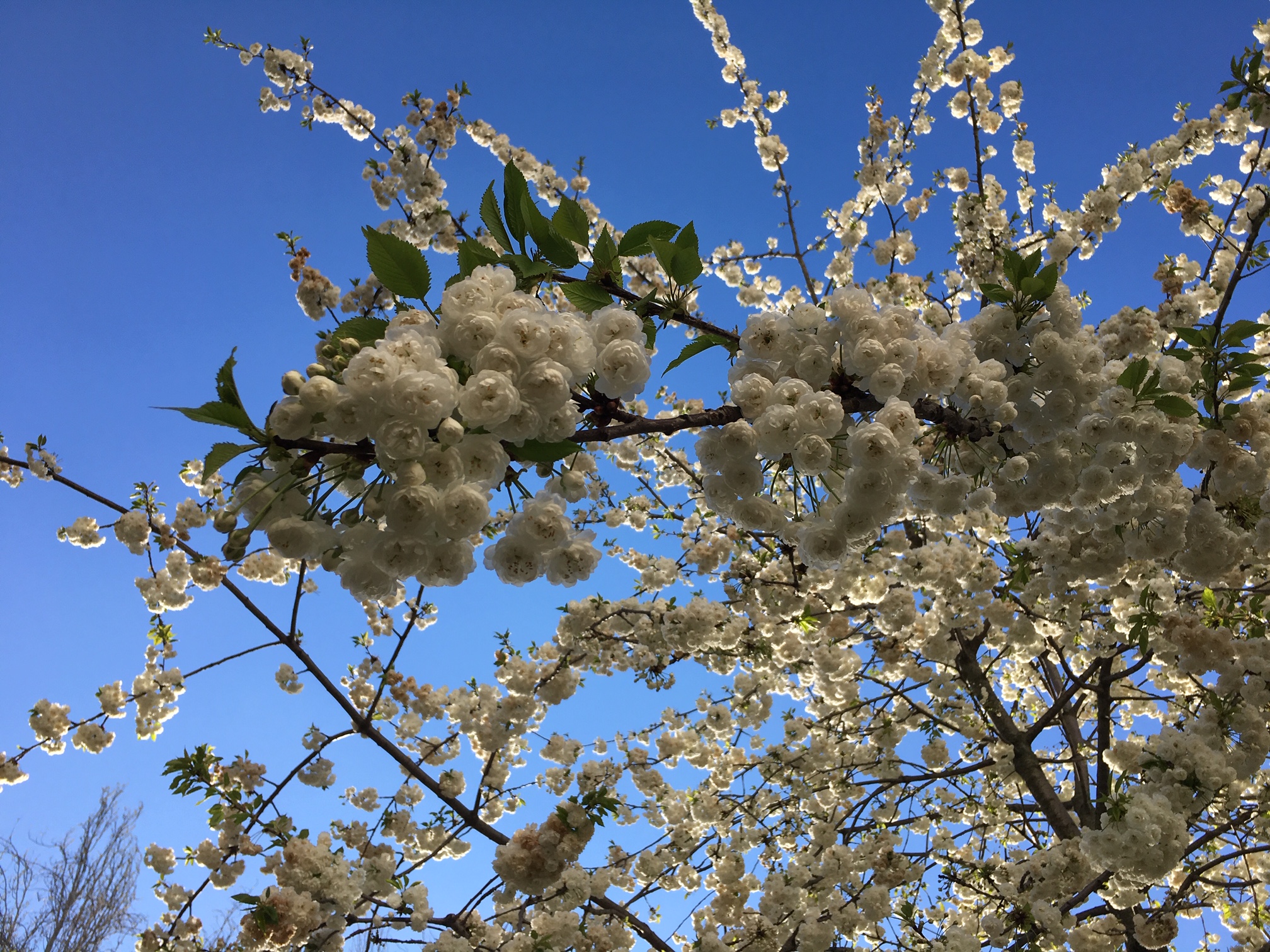 滞仏日記「4月4日のパリ桜、別れの物語」