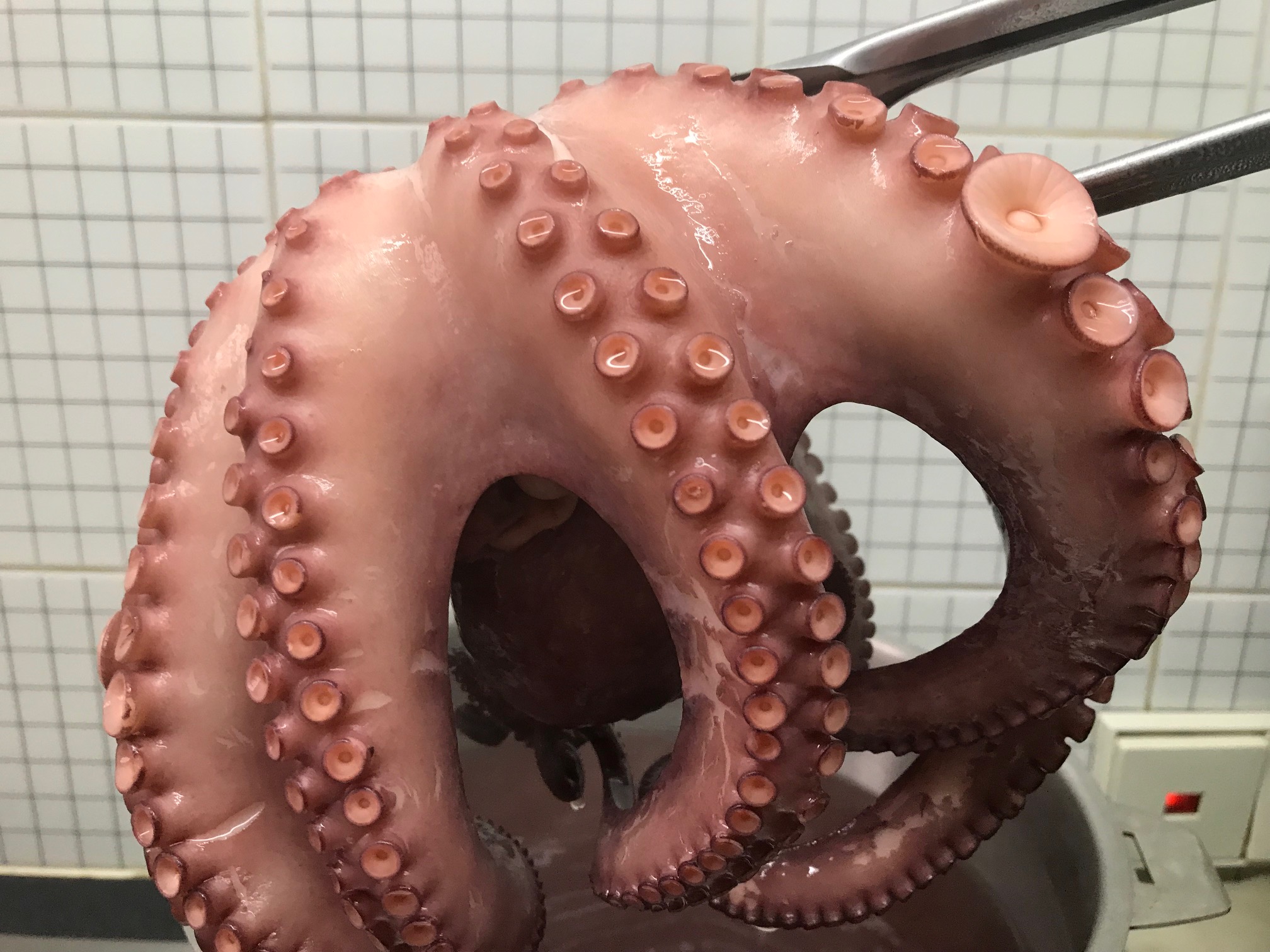 父ちゃんの料理教室 秘伝辻家の蛸セロリごはんの美味しい作り方 Design Stories