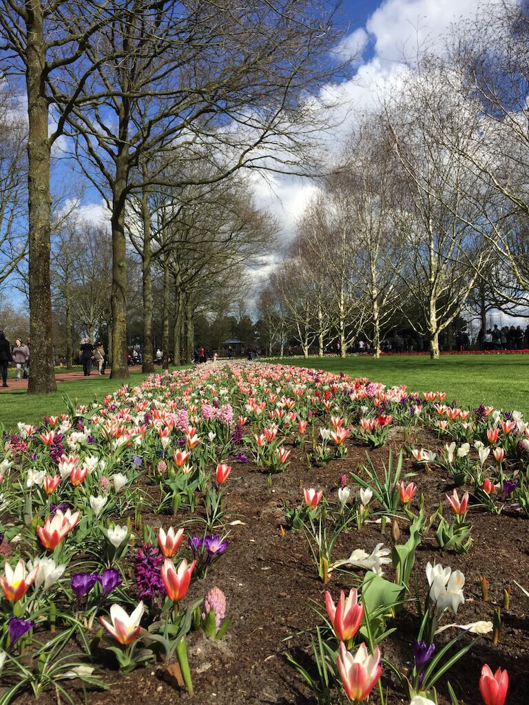 世界中に春を！ アムステルダム、王宮前でチューリップ摘み