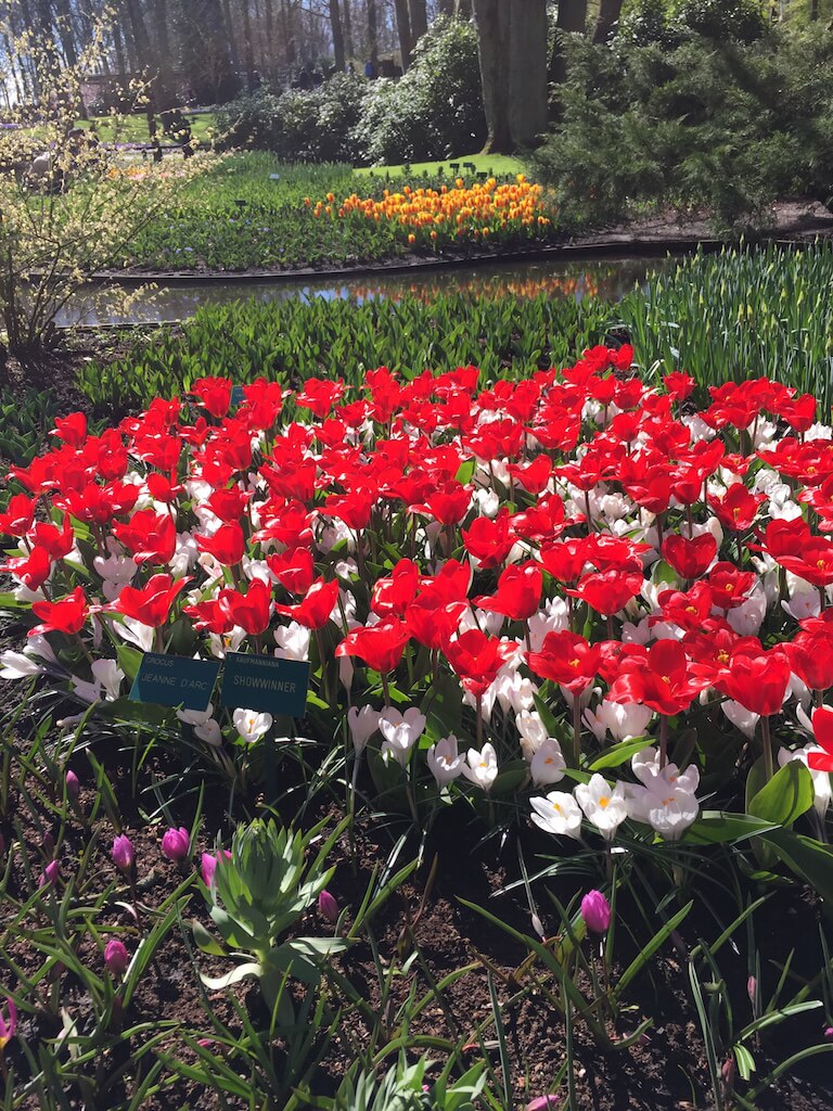 世界中に春を！ アムステルダム、王宮前でチューリップ摘み