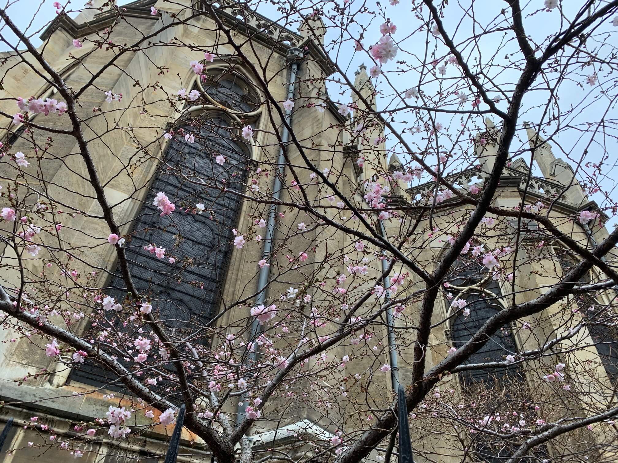 滞仏日記「桜咲く、パリの路地で、春一番」