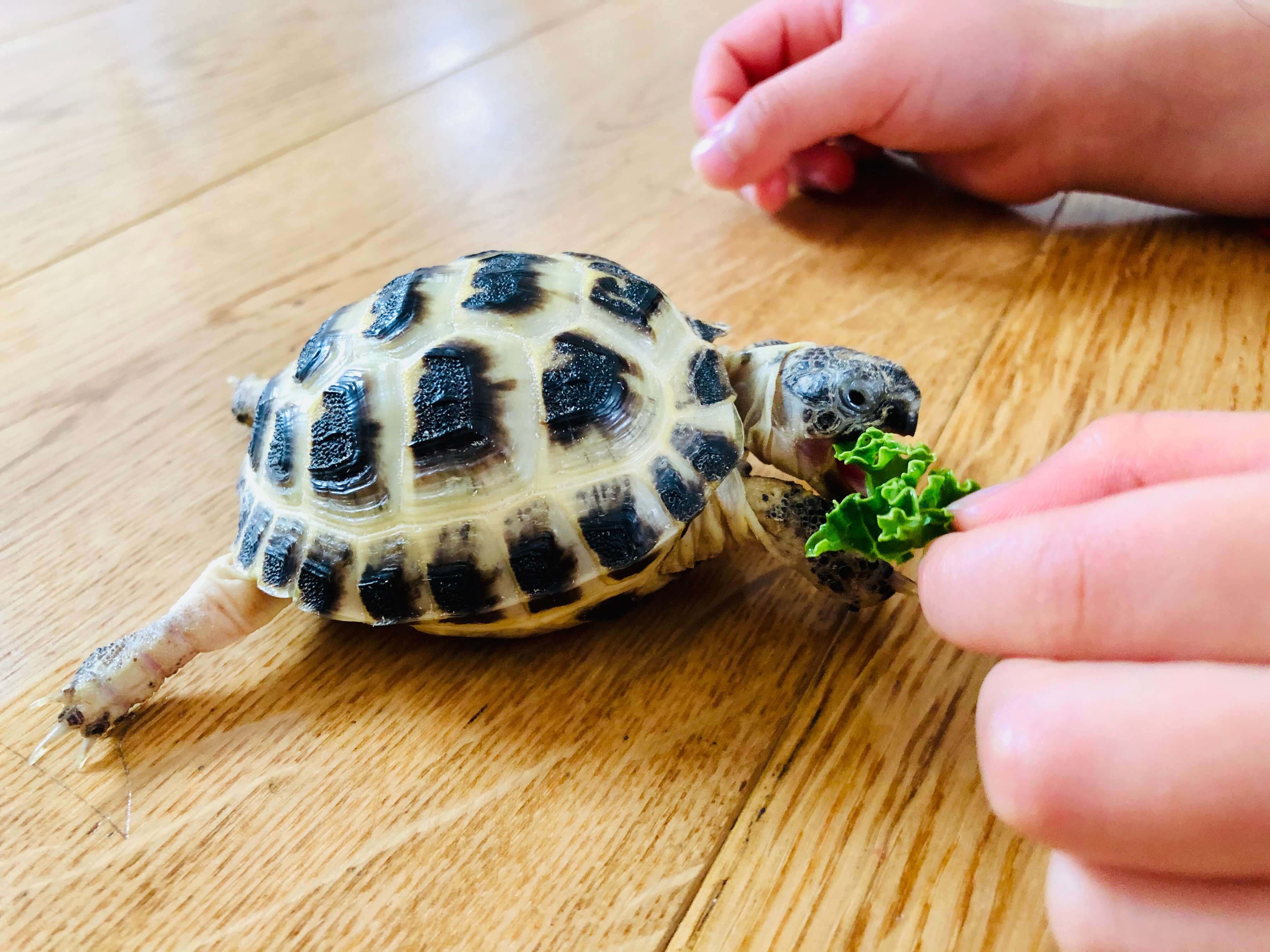 カメが教えてくれたこと