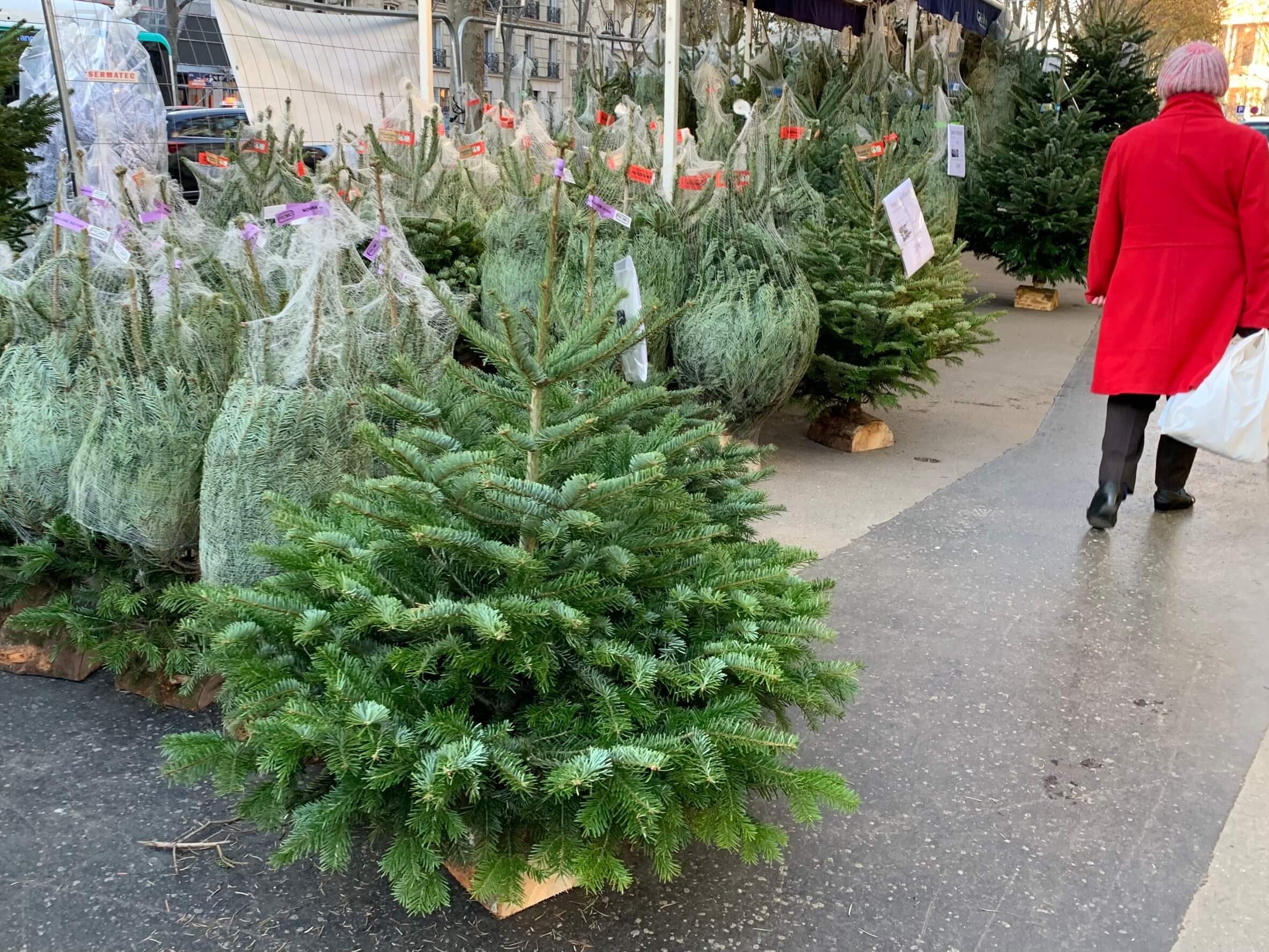 リサイクル想い出日記「クリスマスが近づき、ぼくはツリーを物色しに行った」