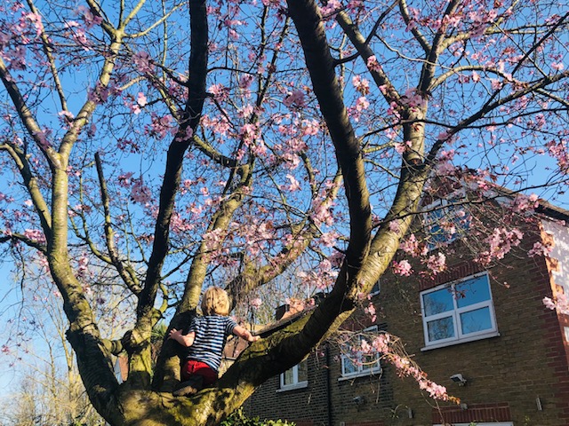 ロンドン最新情報「コロナで苦しむ英国人を癒す、日本の花見がハナミになる」