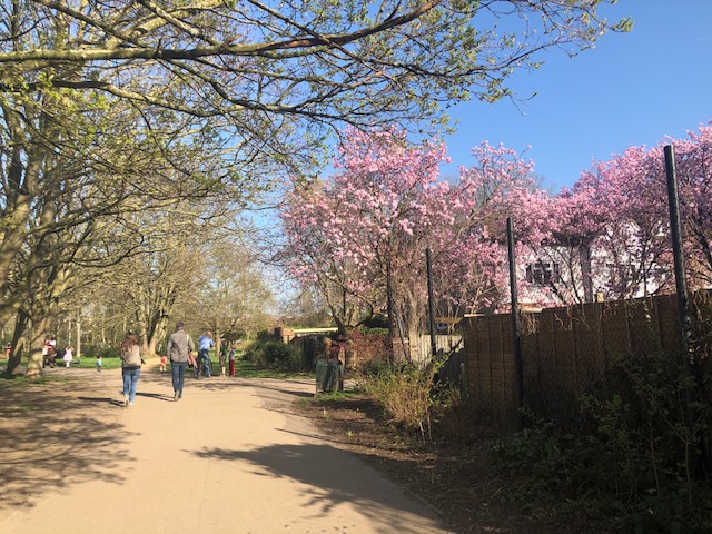 ロンドン最新情報「コロナで苦しむ英国人を癒す、日本の花見がハナミになる」