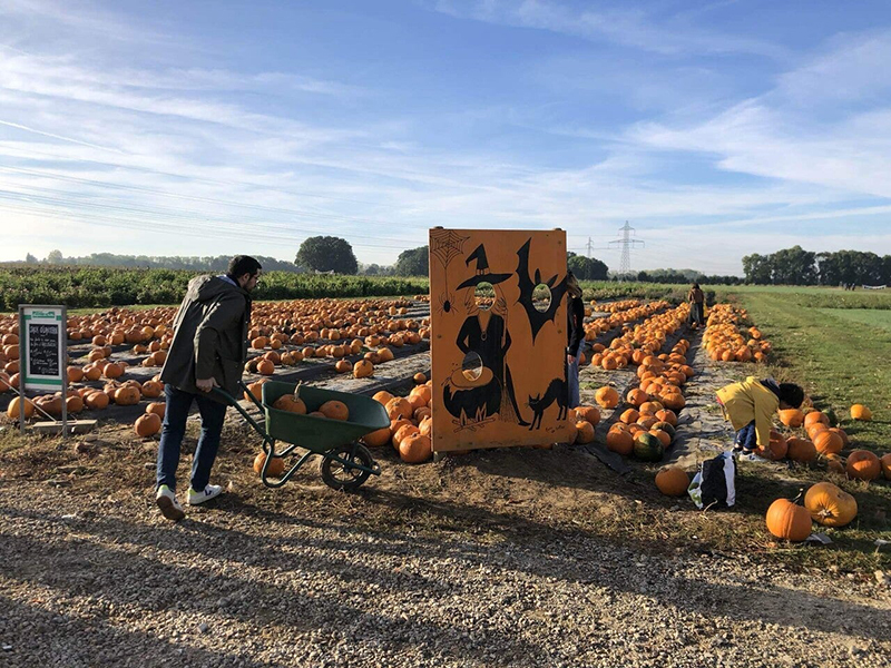 パリ最新情報「フランスのハロウィン支度は畑から」