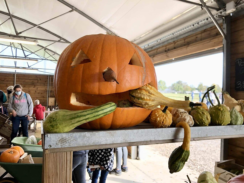 パリ最新情報「フランスのハロウィン支度は畑から」