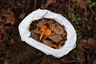 フィンランドの森で癒やしのキノコ狩り
