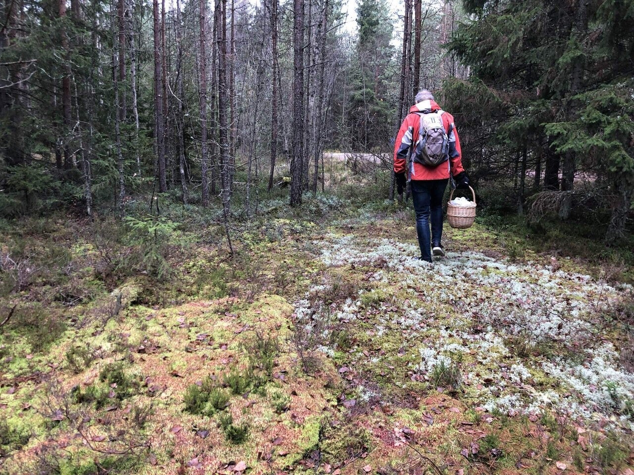 フィンランドの森で癒やしのキノコ狩り