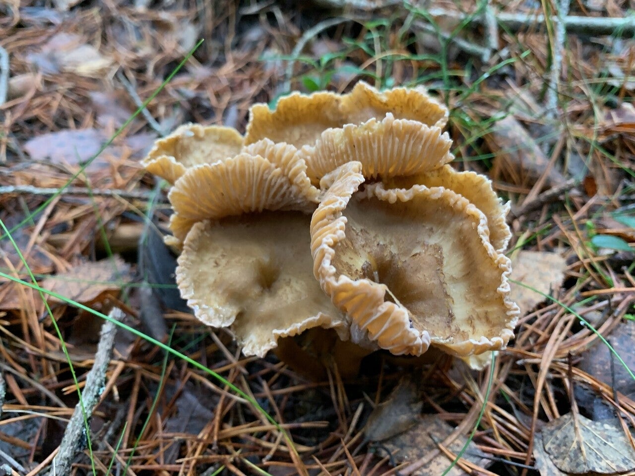 フィンランドの森で癒やしのキノコ狩り