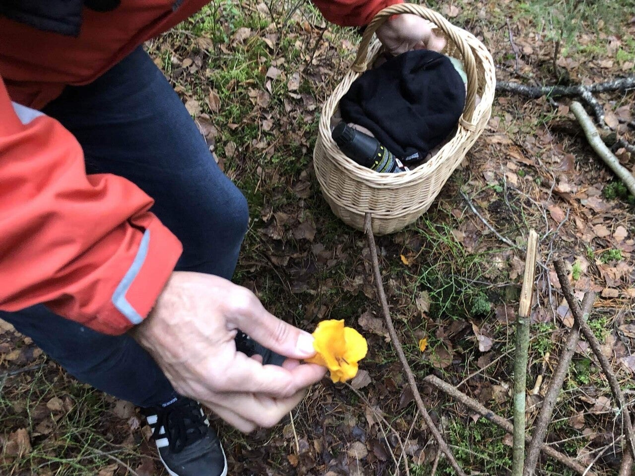 フィンランドの森で癒やしのキノコ狩り