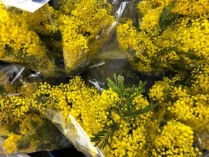 パリ最新情報「春を先取り！パリの花屋さんに並び始めたミモザ」