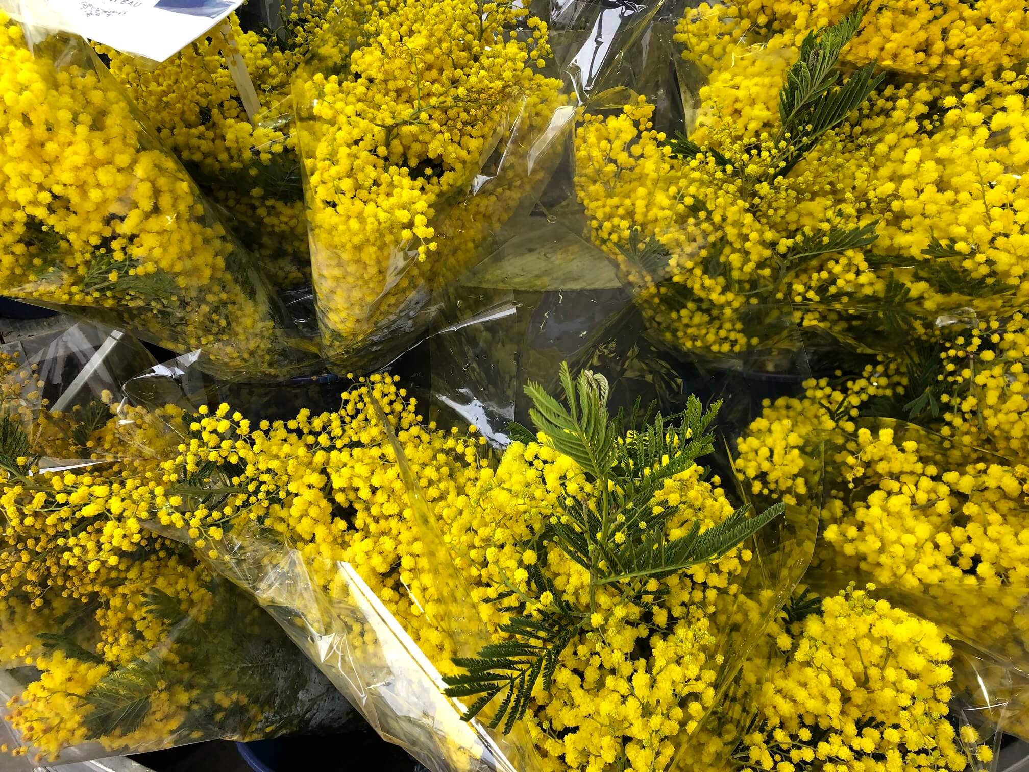パリ最新情報「春を先取り！パリの花屋さんに並び始めたミモザ」