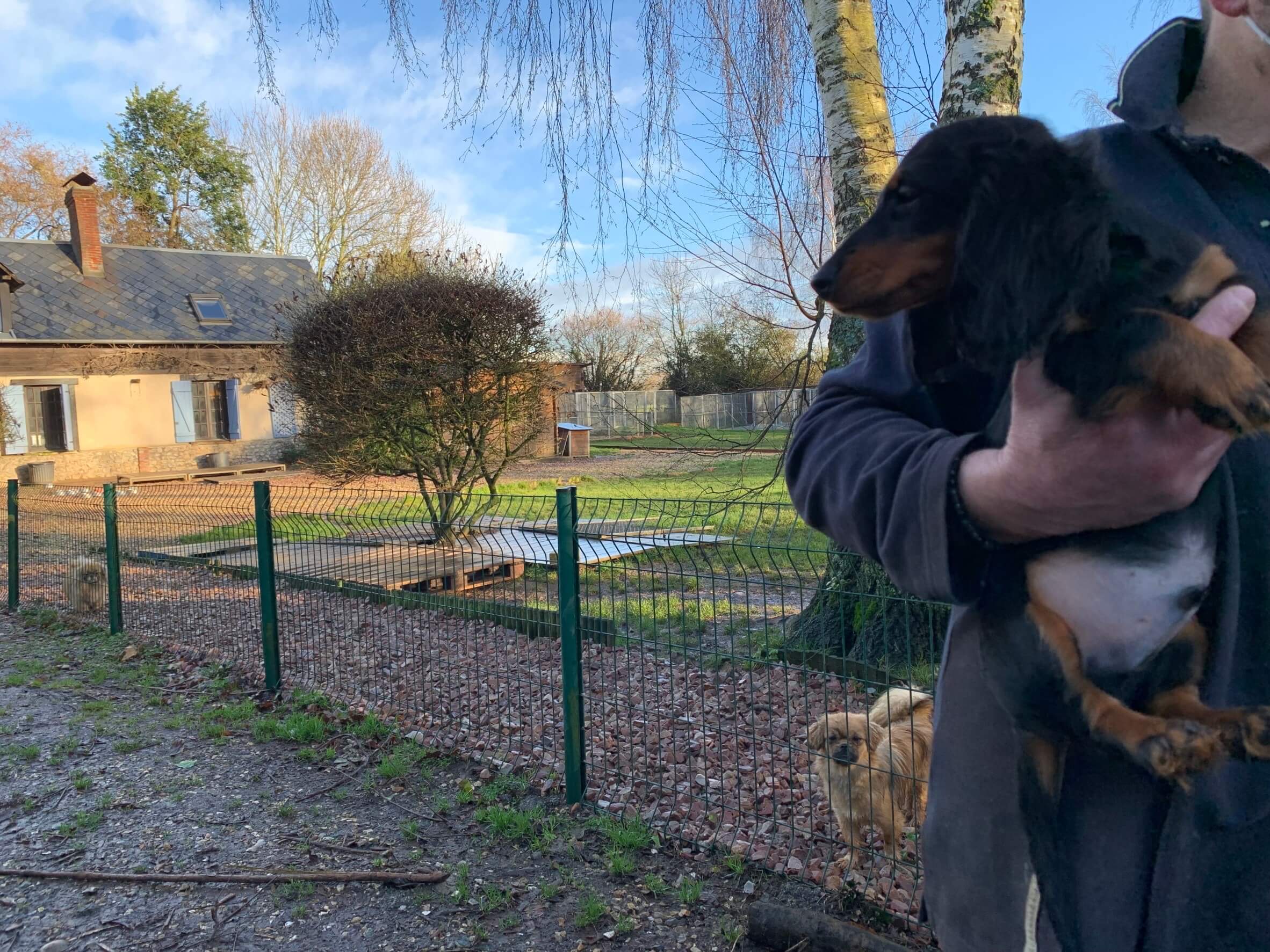 滞仏日記「ご報告。急転直下、子犬を育てることになりました」