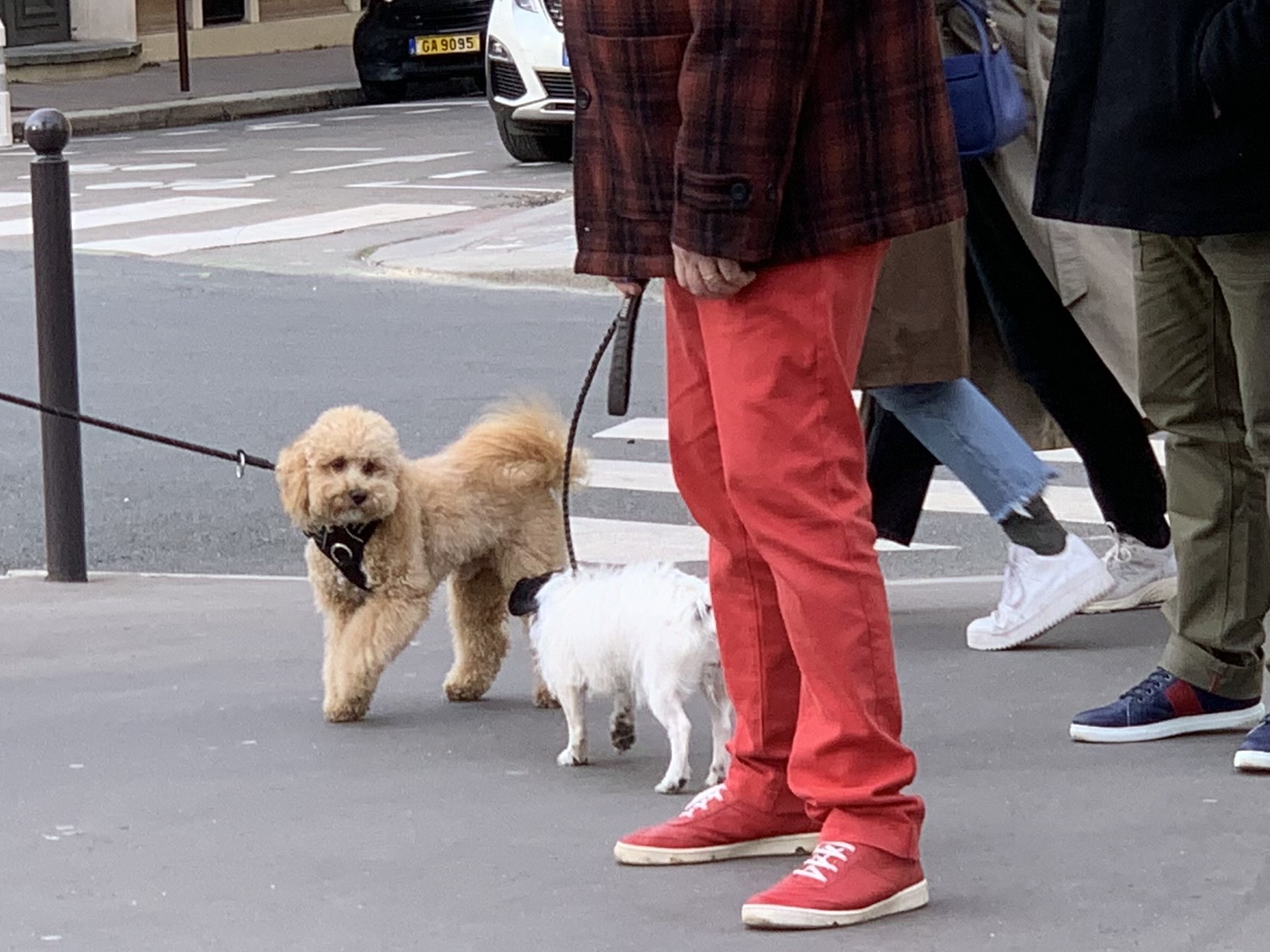 退屈日記「愛犬の脱走。ぼくも一緒に追いかけたが、見失ってしまった」