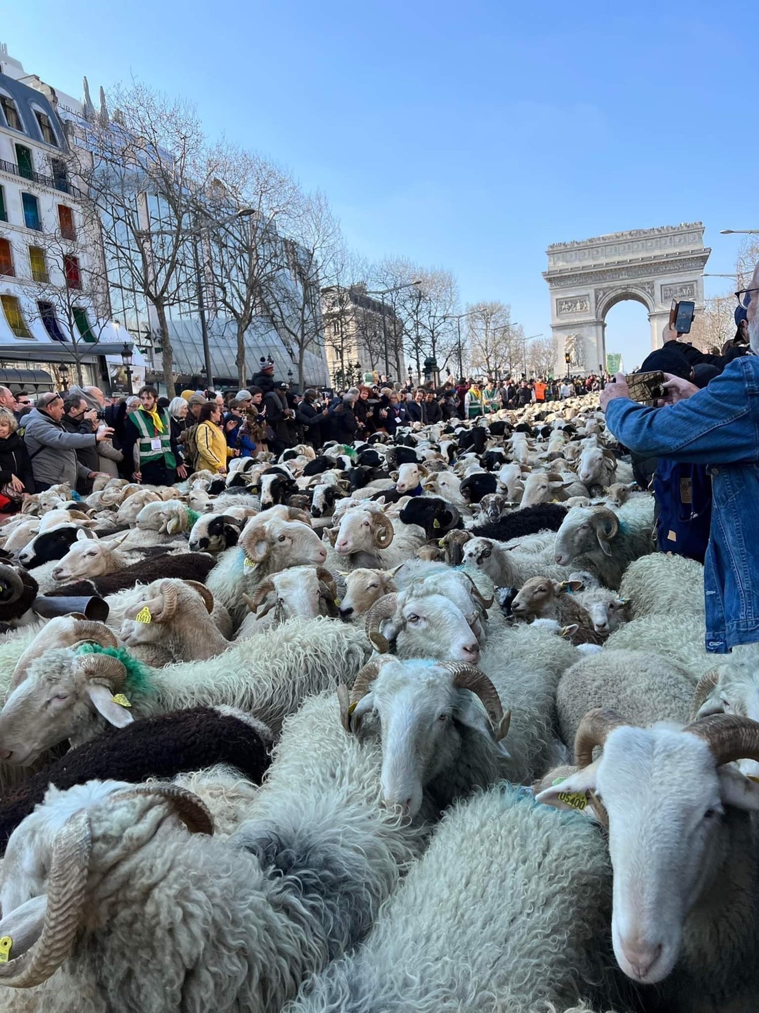 パリ最新情報「2022頭の羊、シャンゼリゼ通りに放牧」
