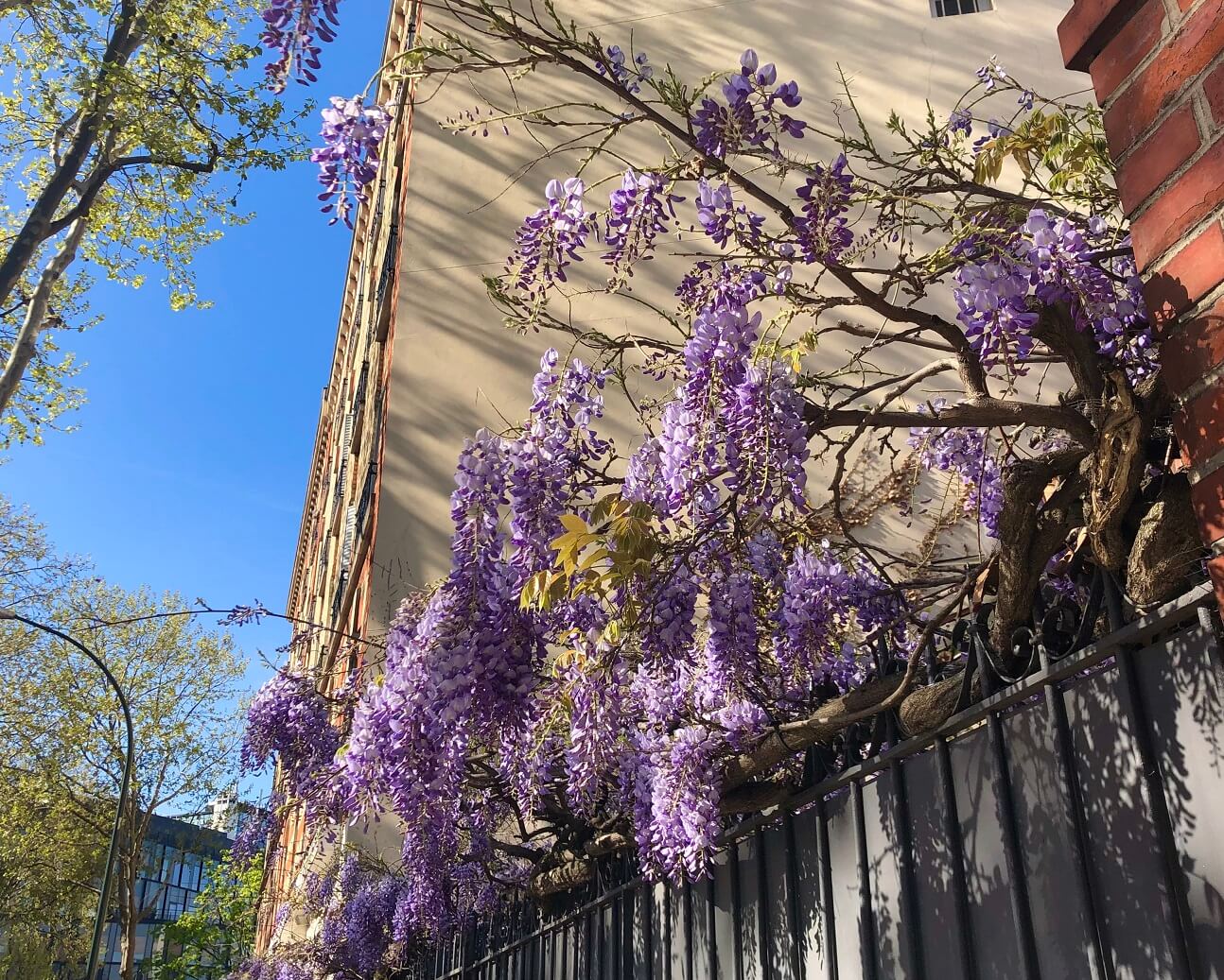 パリ最新情報「淡紫に染まるパリ、藤が季節を迎える」