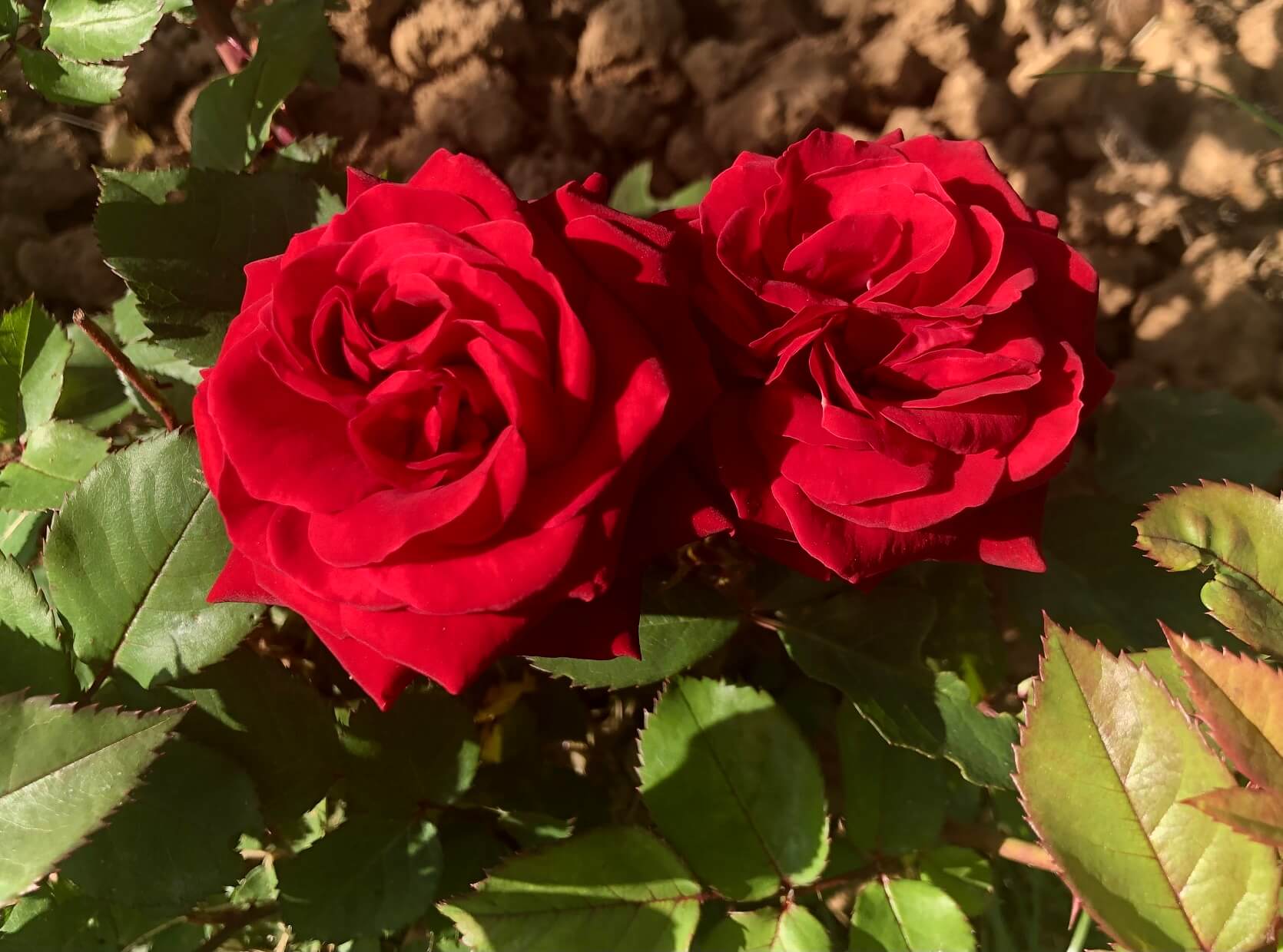 パリ最新情報「フランスに薔薇の季節がやってきた！例年より早く開花へ」