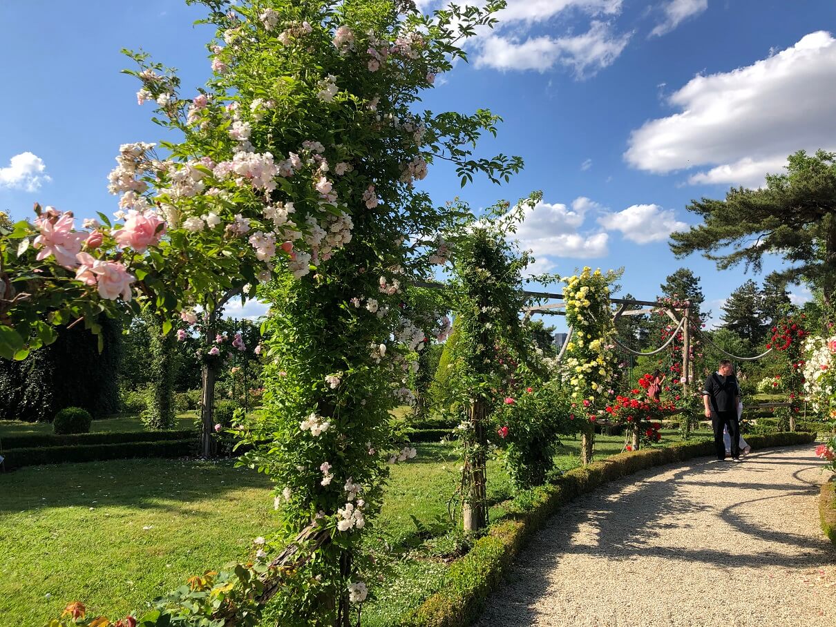 パリ最新情報「フランスに薔薇の季節がやってきた！例年より早く開花へ」