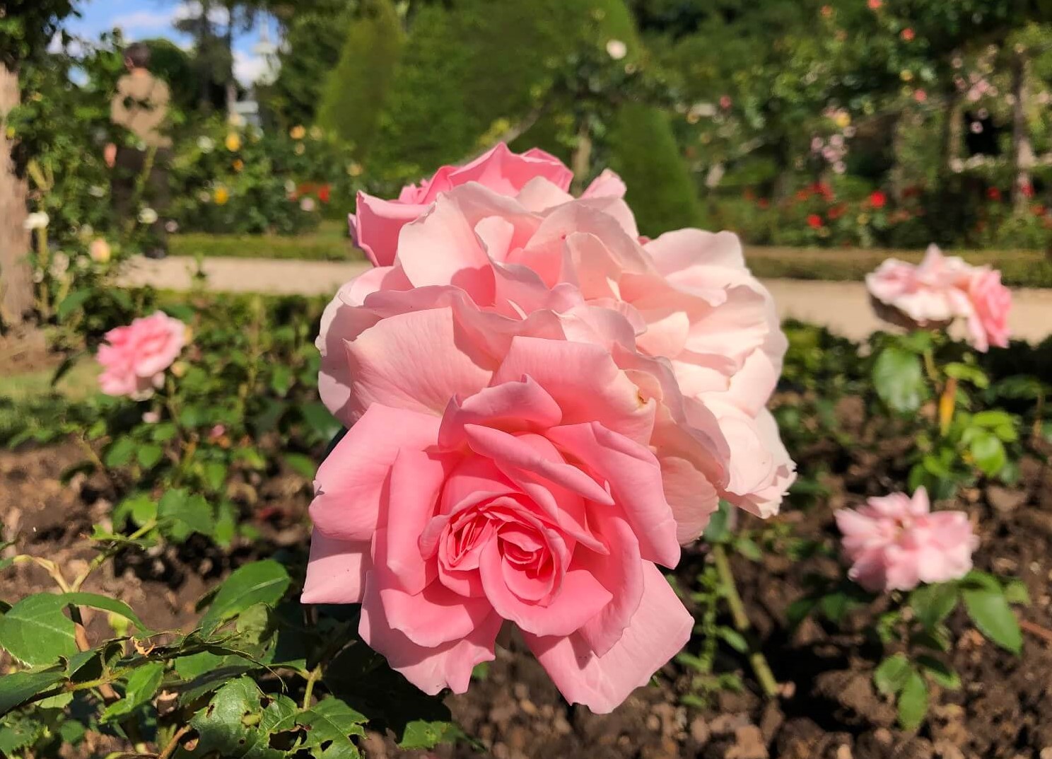 パリ最新情報「フランスに薔薇の季節がやってきた！例年より早く開花へ」