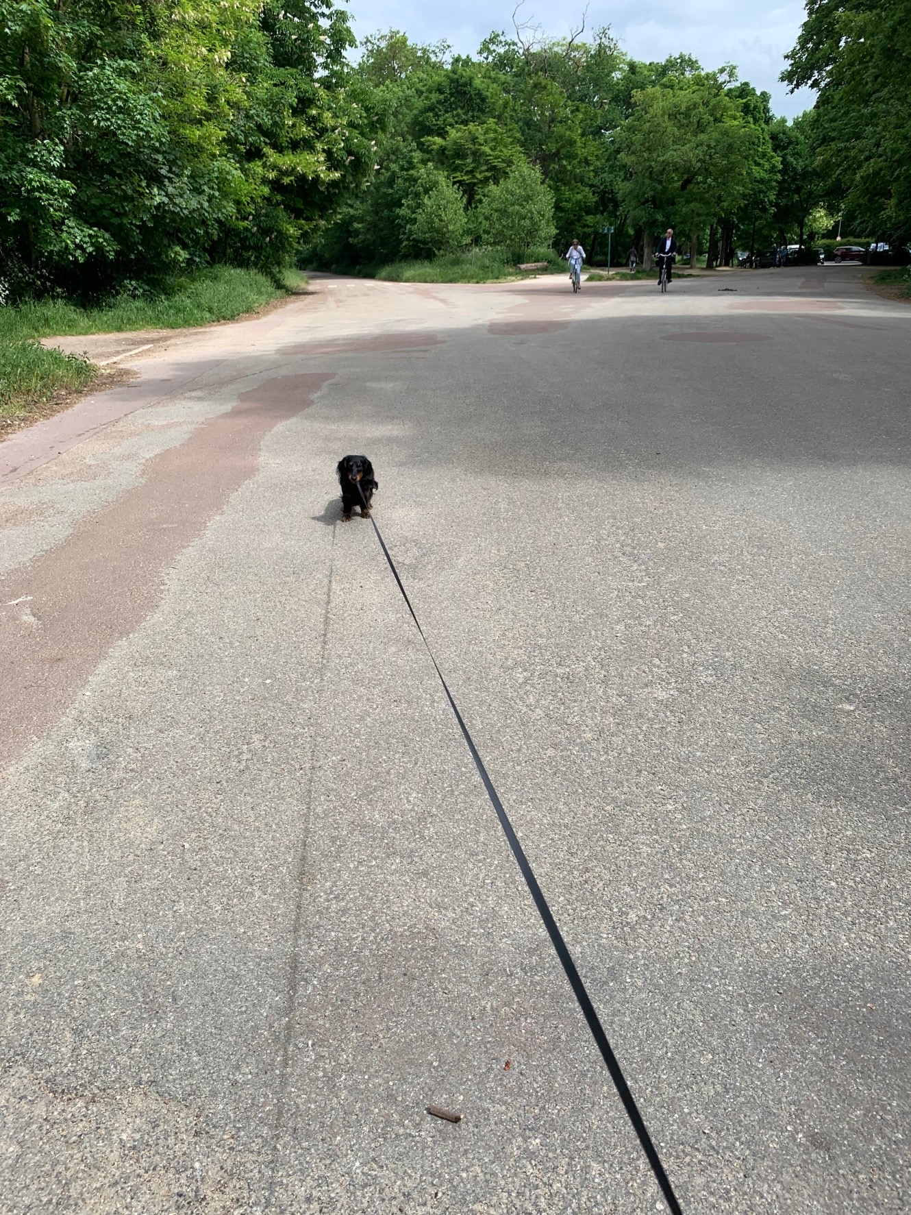 退屈日記「愛犬の脱走。ぼくも一緒に追いかけたが、見失ってしまった」