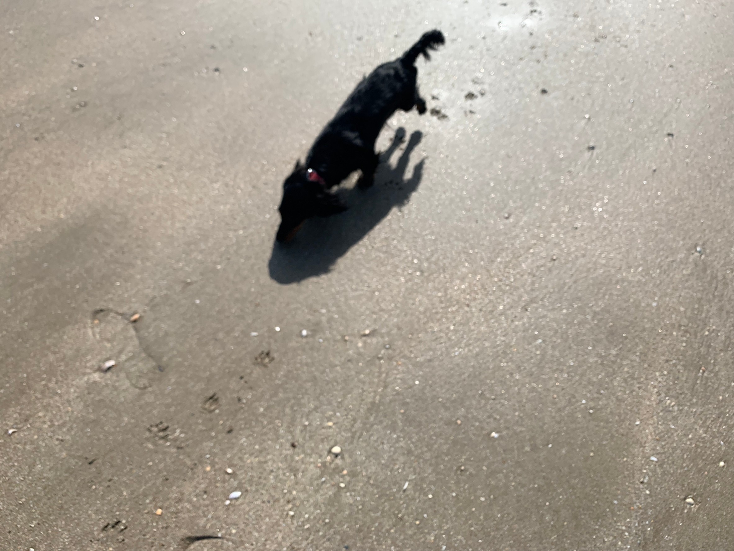 滞仏日記「知らないマダムに、自分が犬ならいやでしょ、と文句を言われた」