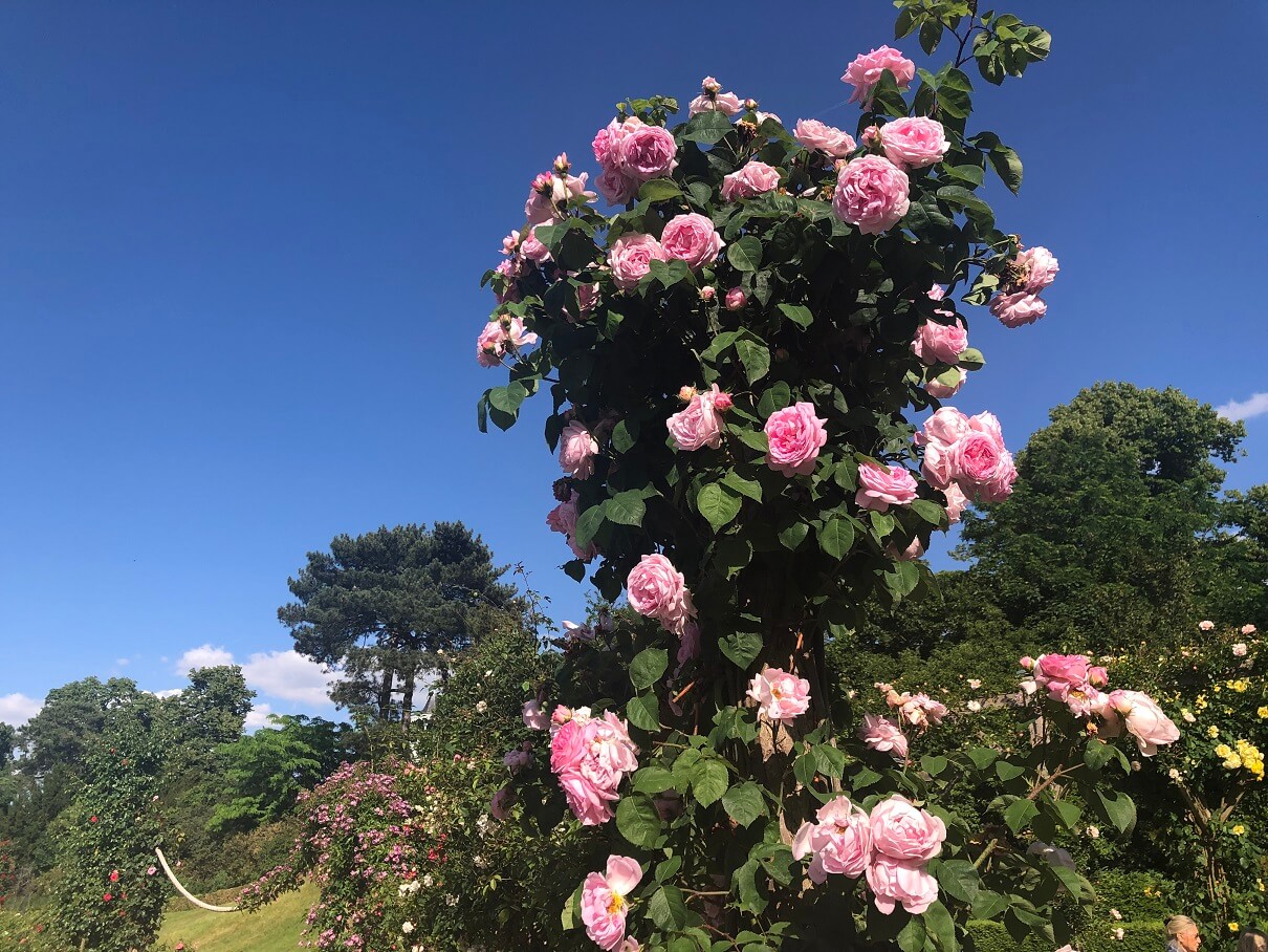 パリ最新情報「フランスに薔薇の季節がやってきた！例年より早く開花へ」