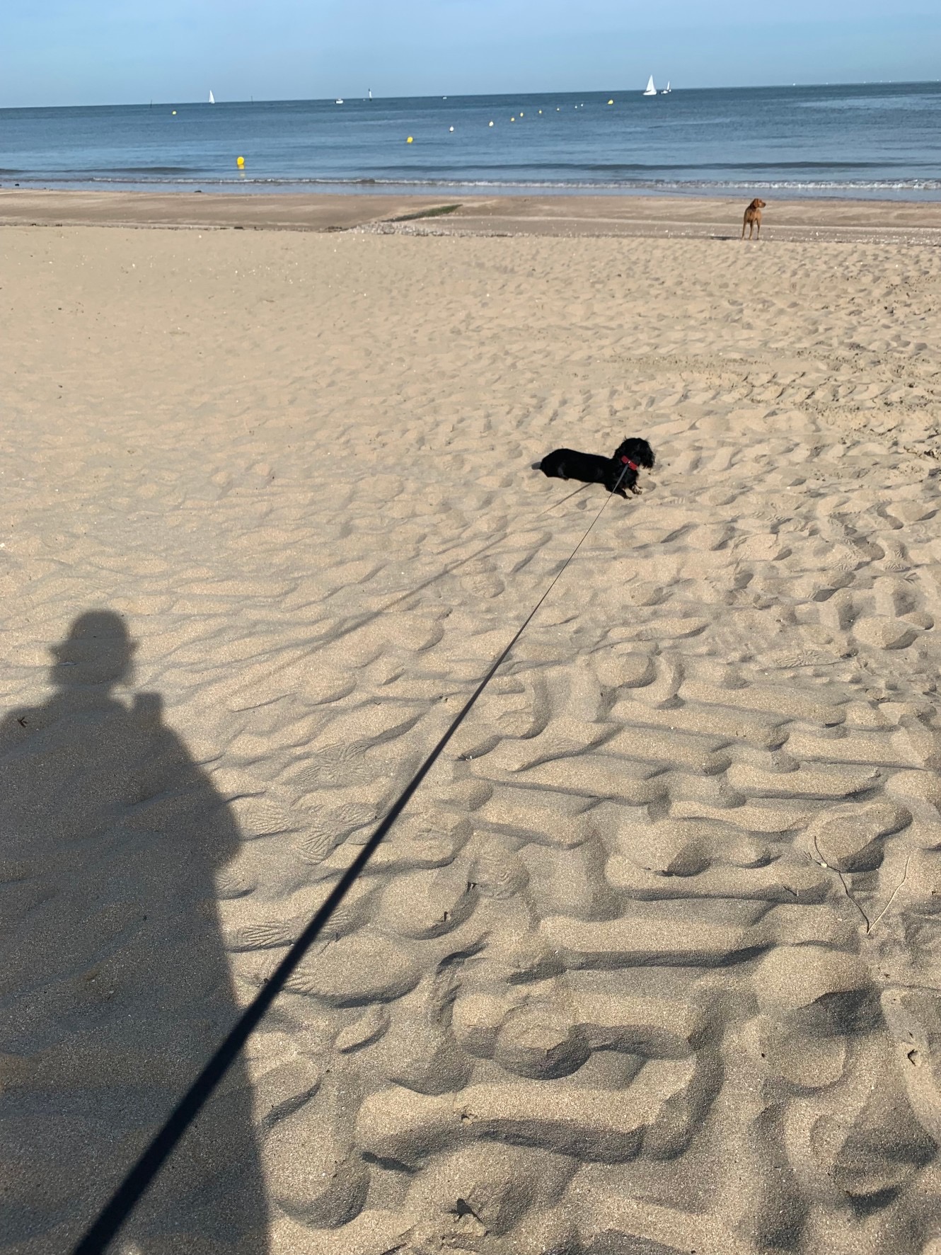 滞仏日記「田舎の浜辺にある犬派閥の中に入ってしまった父ちゃんと三四郎」