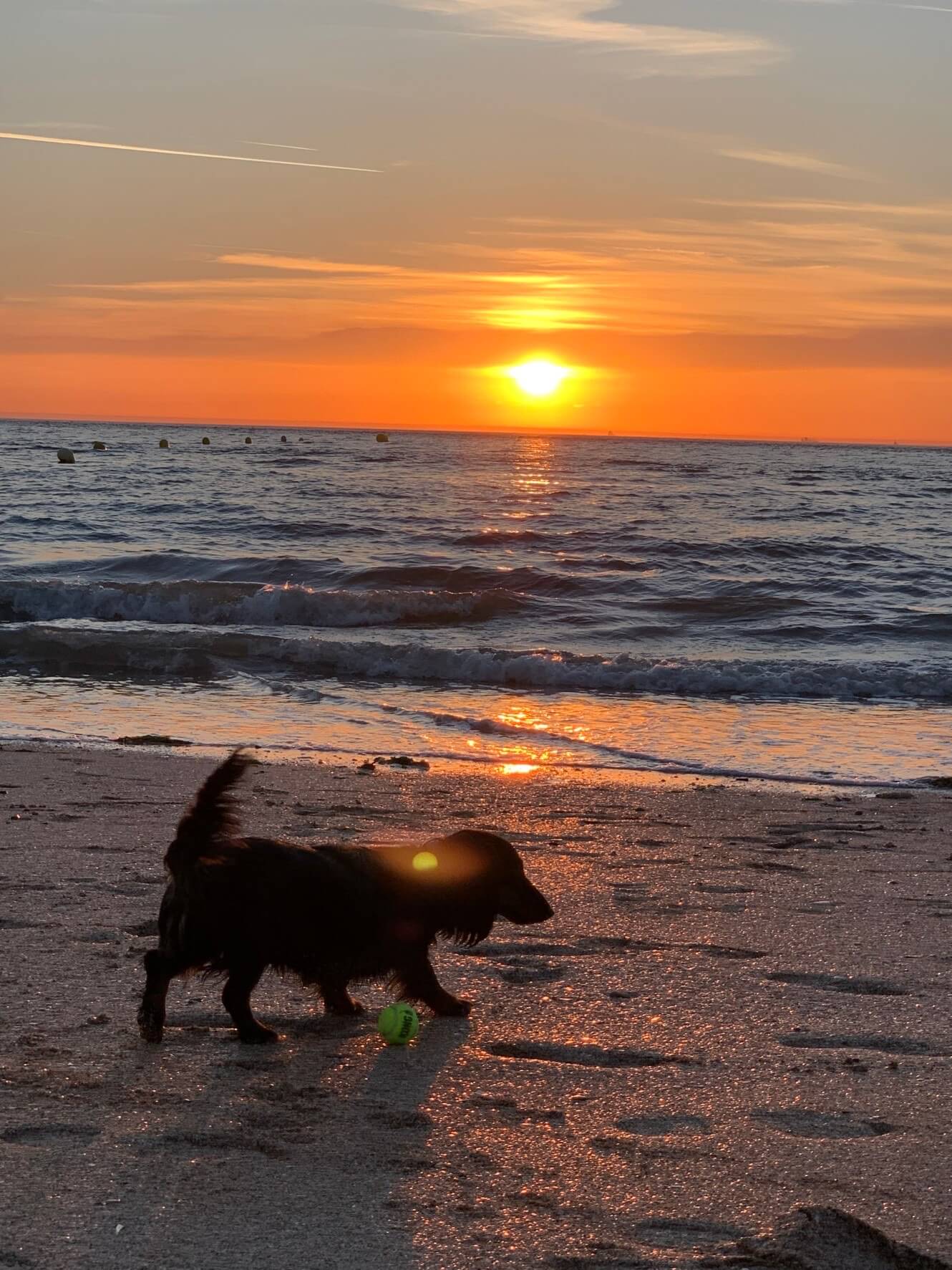 退屈日記 なぜ 犬が素晴らしいのか なぜ 犬は人間の友だちなのか Design Stories