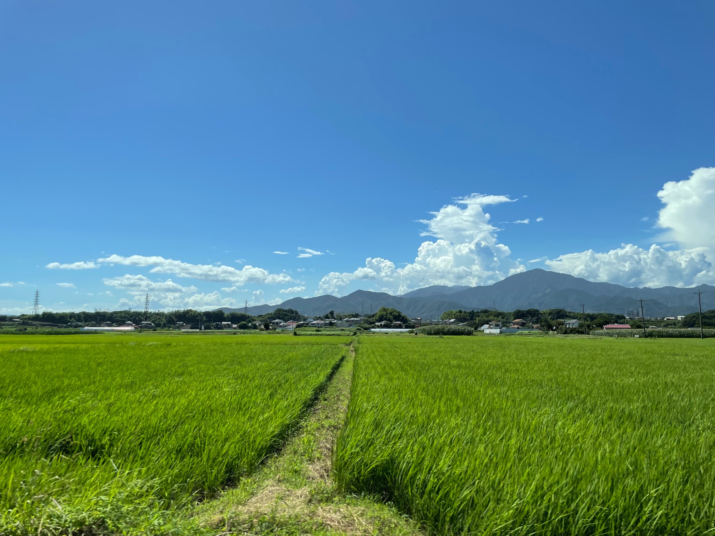 滞日日記「ほのぼのとした死者との対話。迷子になったお寺さんの敷地で」