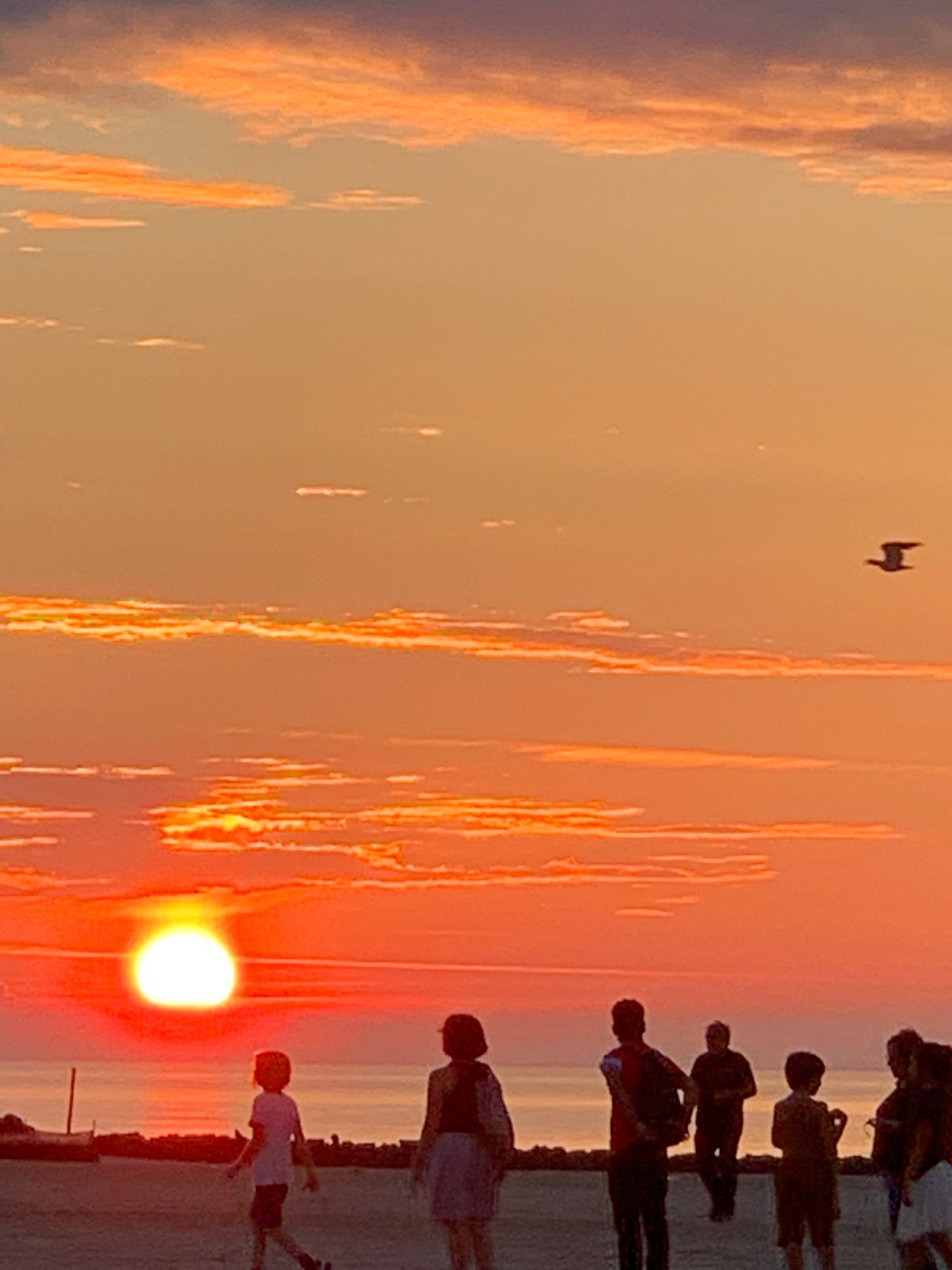 退屈日記「この晩夏、最大の夕陽に三四郎が大はしゃぎの巻」