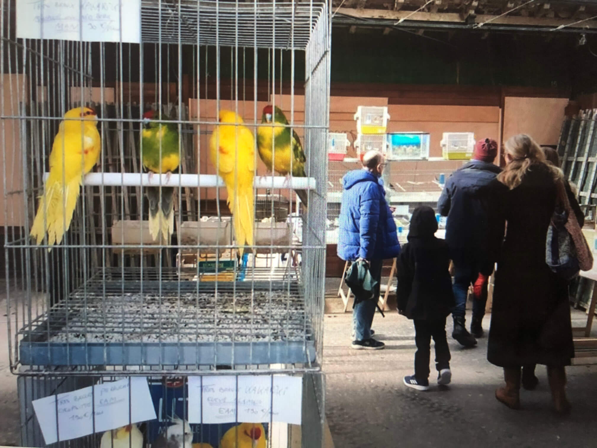 パリ最新情報「シテ島の小鳥市、年内で終了へ。『時代にそぐわない販売方法』とパリ市」