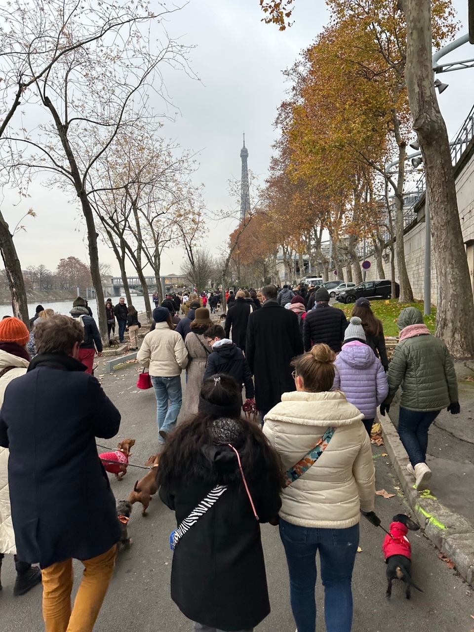 滞仏日記「圧巻、パリ・ダックスフンド大行進に三四郎と参加！おお、すげー」