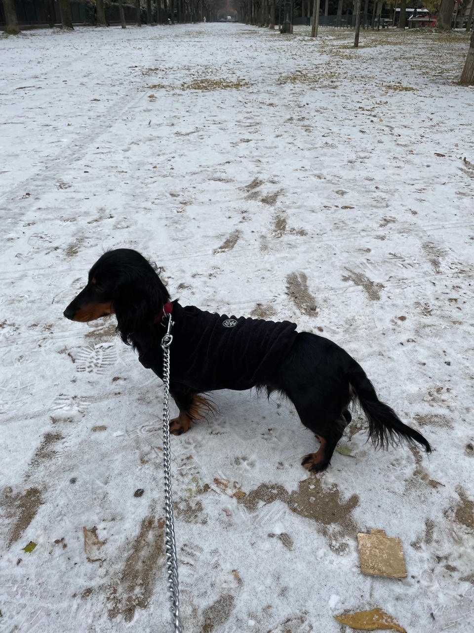 滞仏日記「初雪で真っ白になったパリ。ぼくは息子のプレゼントを買いに行く」